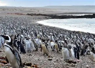 Cape Peninsula and Penguin Colony Full Day (with lunch)